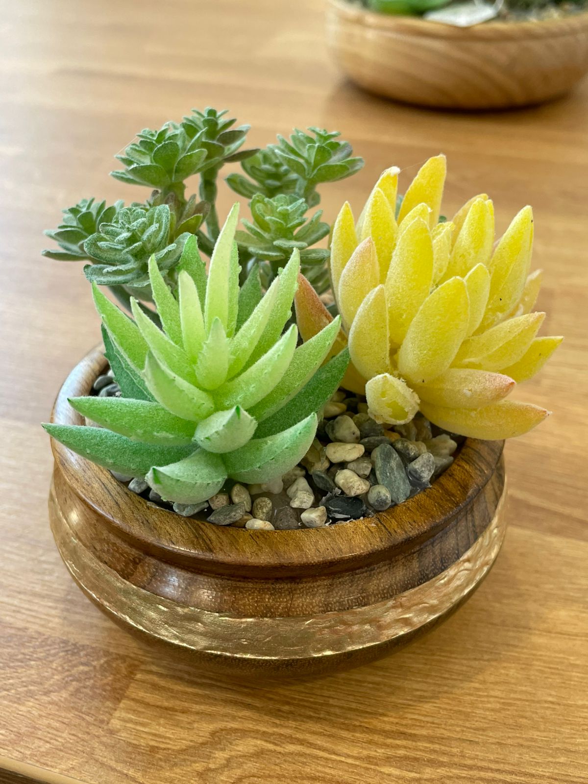 Small succulent display