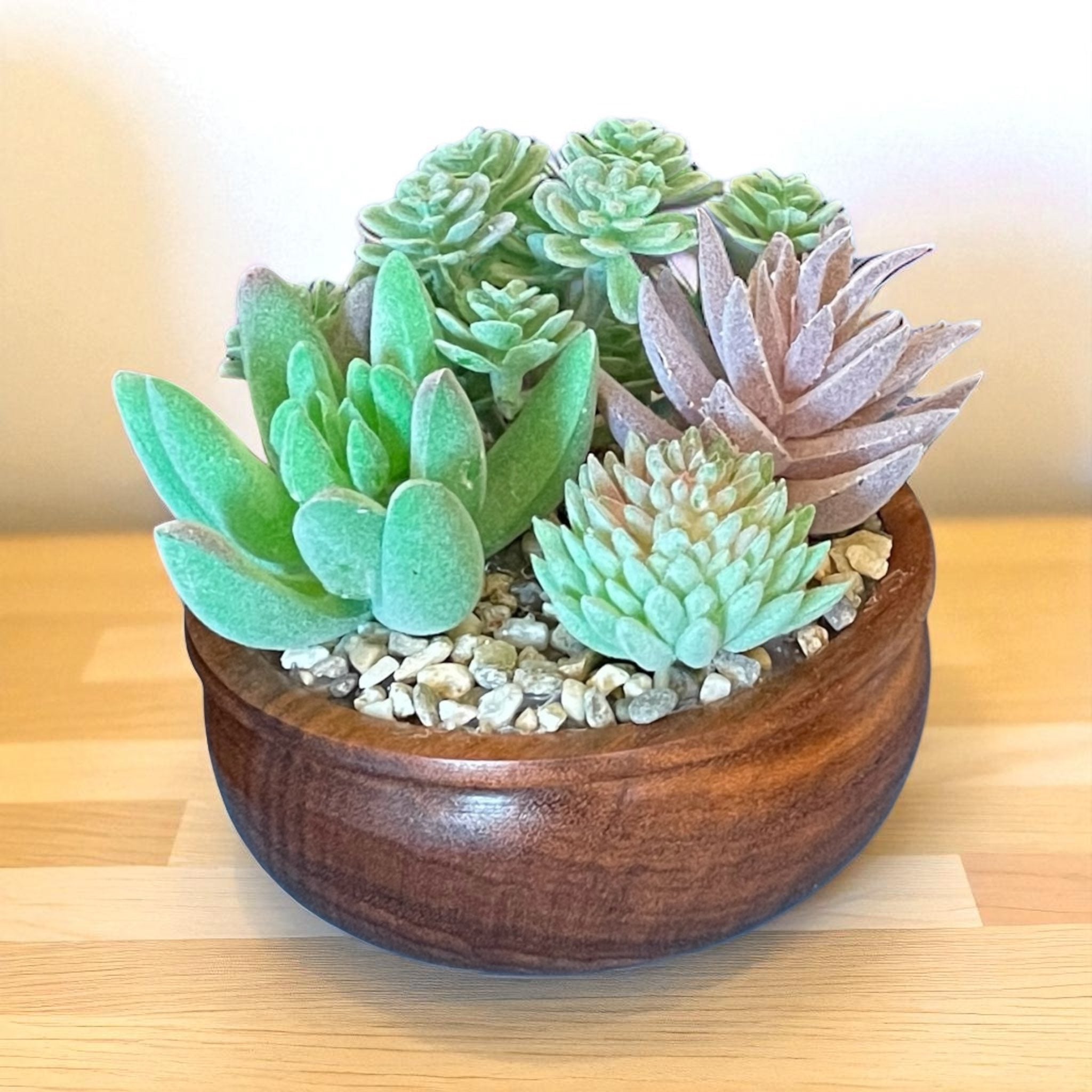 Goncalo Alves succulent display